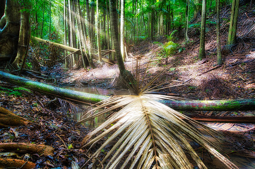 rainforest creek forest nature explore queensland brisbane landscape jungle luminar