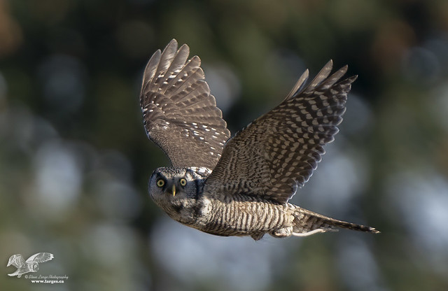 Hawk Owl With Mouse