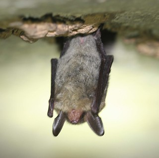 2021 Photo Contest_23 | by North American Bat Monitoring Program