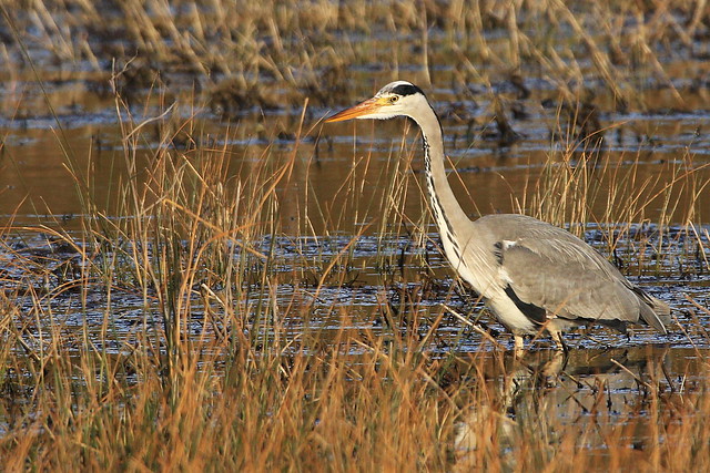 Heron in field next to Titchfield Canal, Hampshire