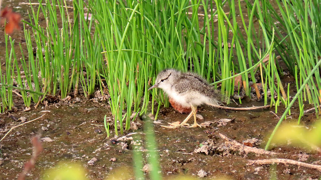 Spotted Sandpiper Baby