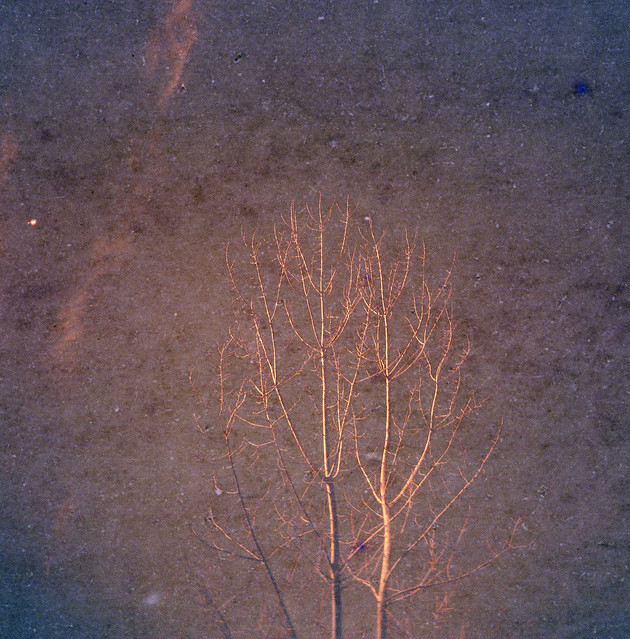 winter tree 3