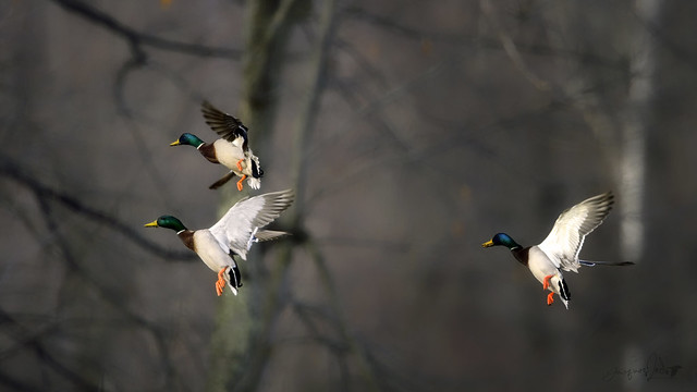 Flaps Down! - Mallard Ducks