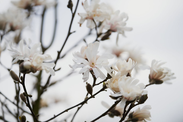 Magnolia stellata flowering