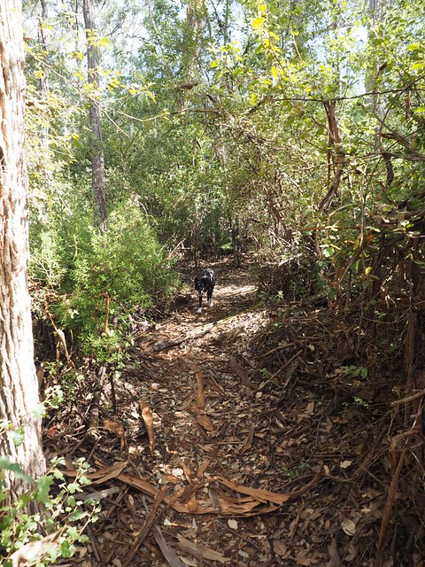 Karri Forest - Birthday Walk, Mt Hallowell, Denmark Western Australia