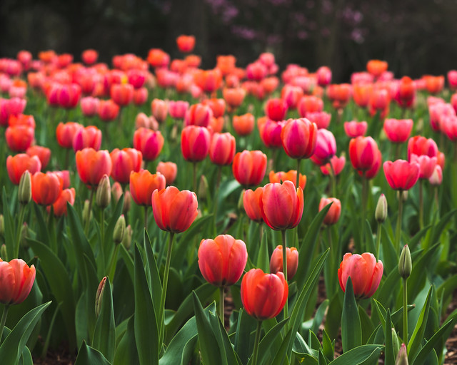 Tulips, Cheekwood Estate & Gardens in Nashville 3/24/21