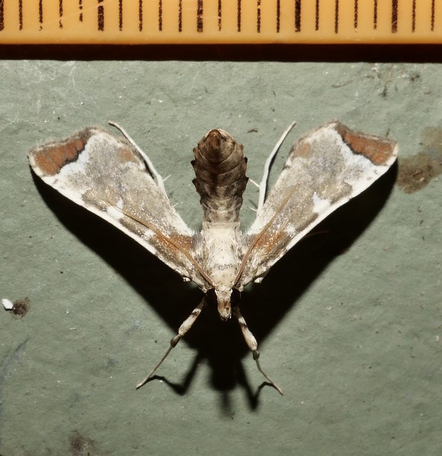 Chookie moth Sceliodes cordalis Spilomelinae Crambidae Mandalay Rainforest Airlie Beach P1245938