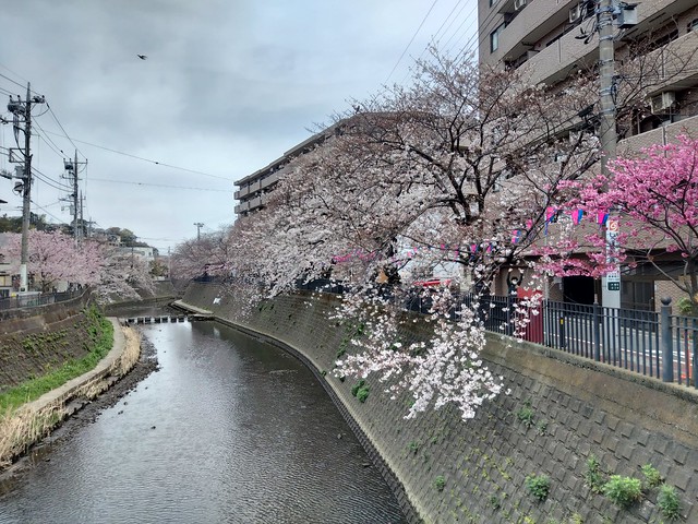 桜の大岡川2021