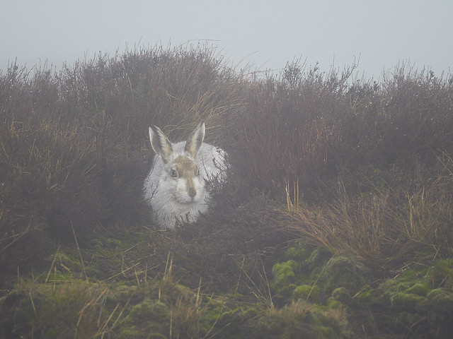 Misty Mountain Hare