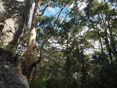 Granite & Trees - Birthday Walk, Mt Hallowell, Denmark Western Australia