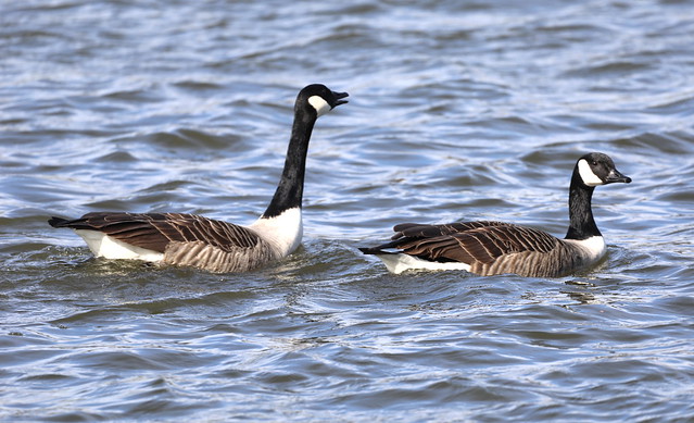 The gander(male) chasing the Goose(female)