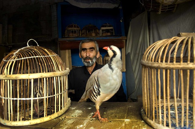 The Birdman of Sulaymaniyah Souk