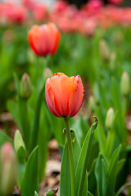 Tulip, Cheekwood Estate & Gardens in Nashville 3/24/21