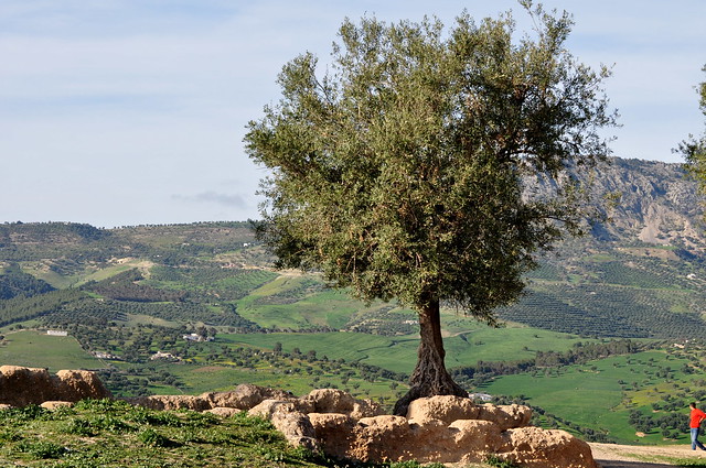 L'olivier solitaire, Fès, Maroc.