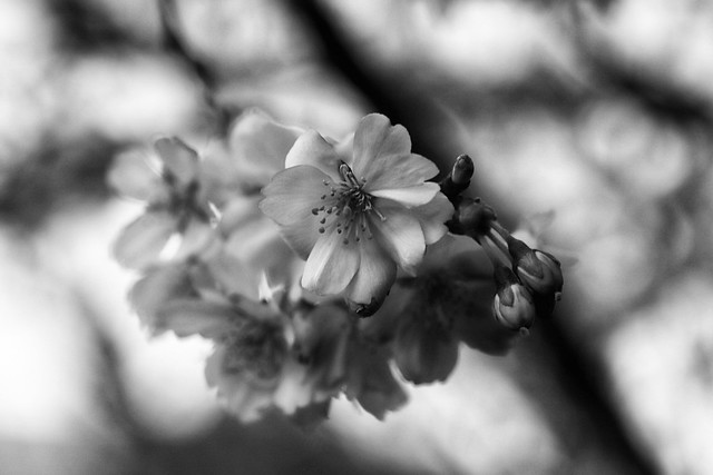 Sakura en noir et blanc...