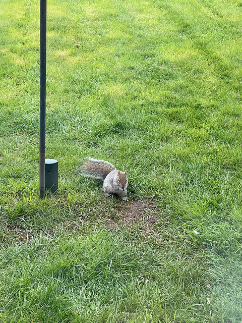 Squirrel in the garden