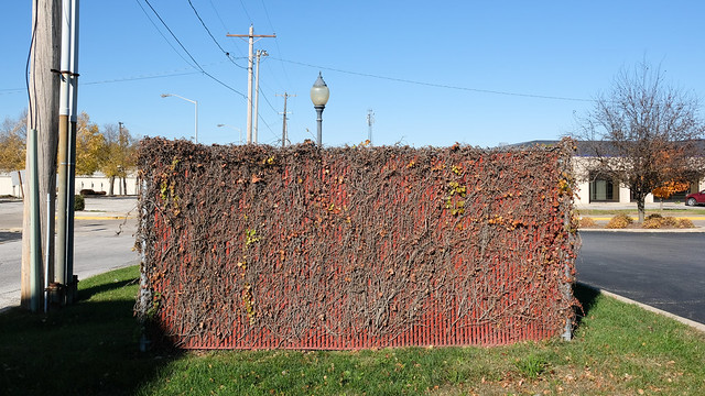 This year CAUSE VINES TO GROW on the privacy fences that surround the transformer boxes in your neighborhood.