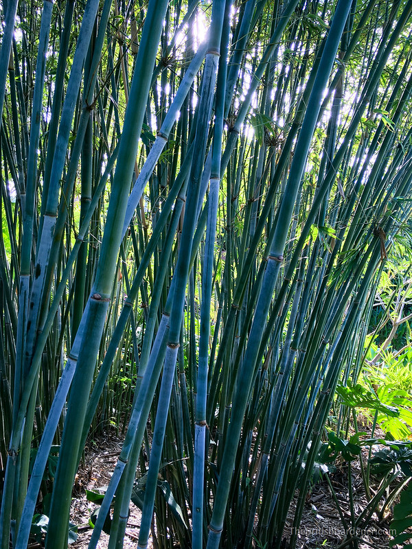 Bambusa chungii 'Barbellata'