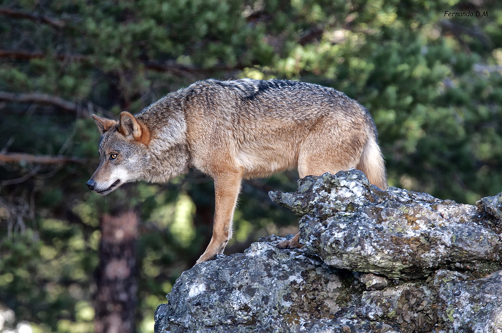 Lobo ibérico (Canis lupus signatus)