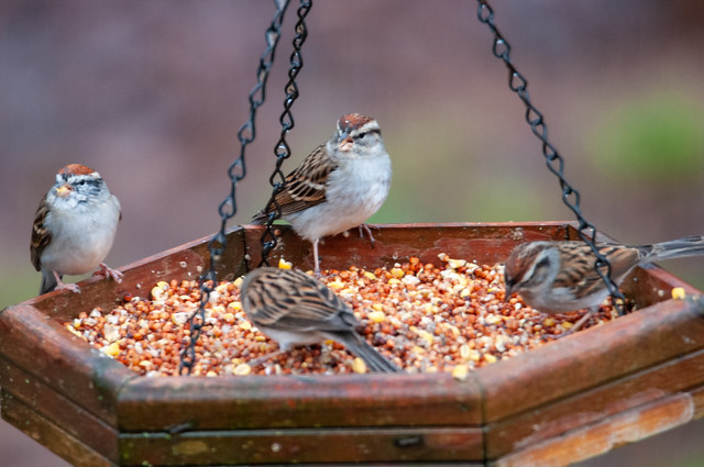 sparrows feeding at bird feeder in spring
