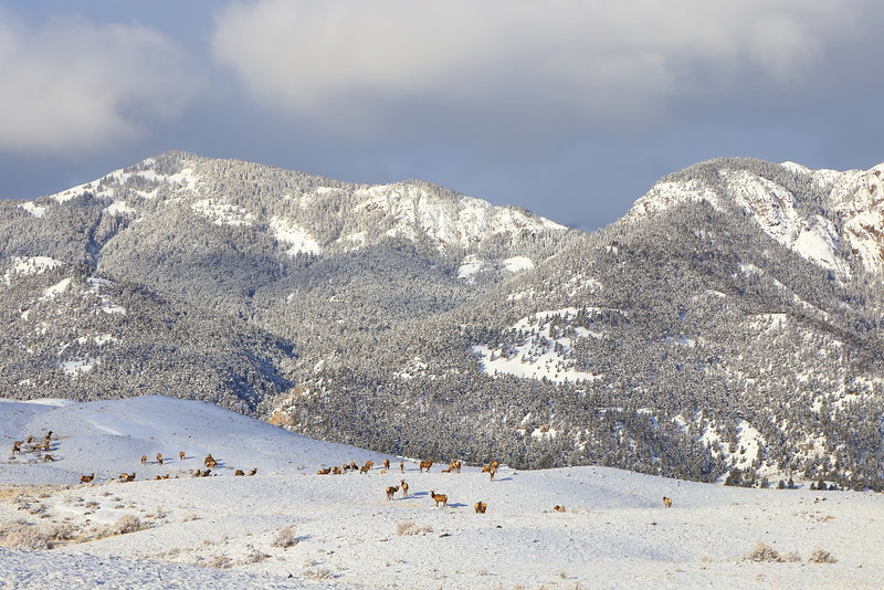 IMG_1821 Herd of Elk after Snow Storm, Gallatin National Forest