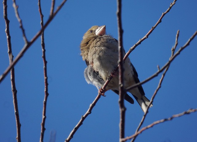 Wounded Hawfinch, Раненый дубонос