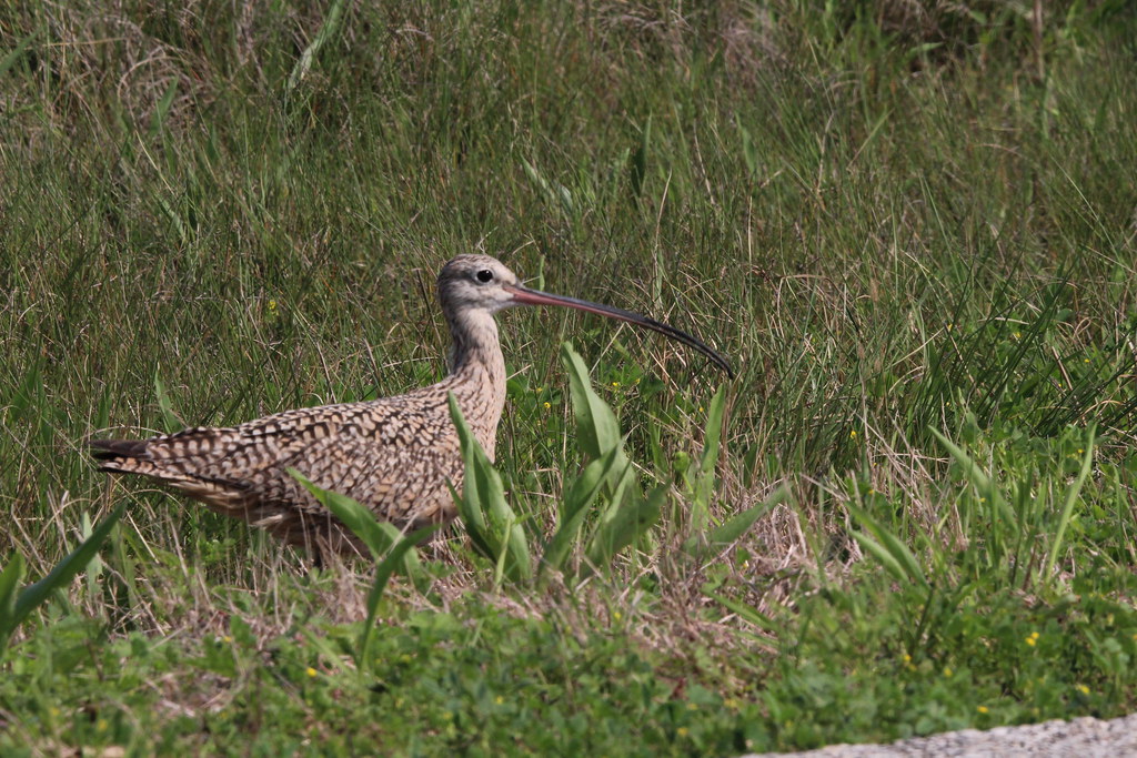 Curlew Anahauc NWR 3-21