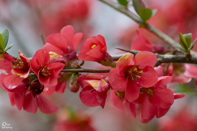 DSC_5161 ~ Chinese Quince