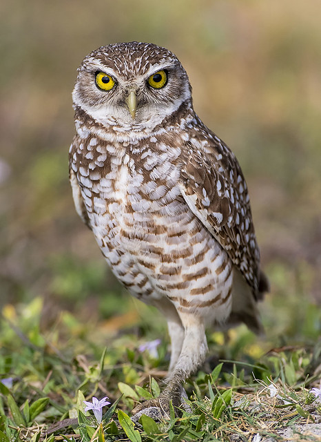 Burrowing Owl, Florida.