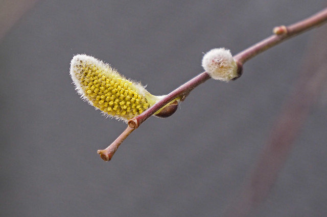 Pussy willow in sided light