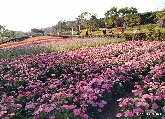 Park blossoms at「 北投社三層崎公園」, Taipei, Taiwan, SJKen, Feb 6, 2021.