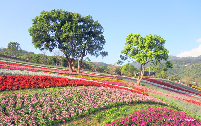 Park blossoms at「 北投社三層崎公園」, Taipei, Taiwan, SJKen, Feb 6, 2021.