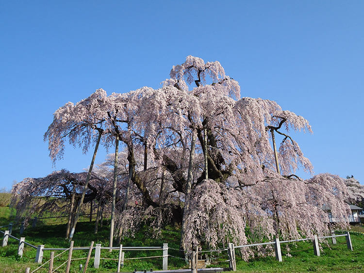 Benishidare Sakura in Miharu