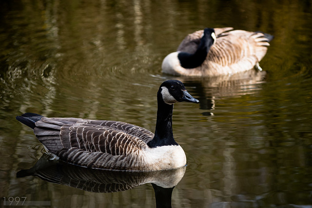 Geese On the Pond 1
