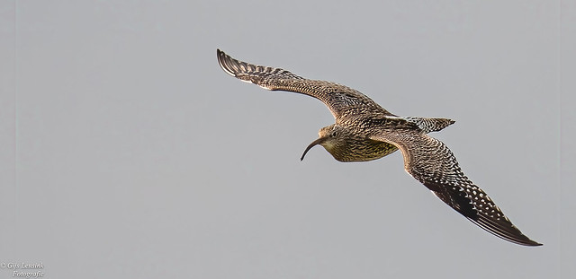 Wulp Curlew