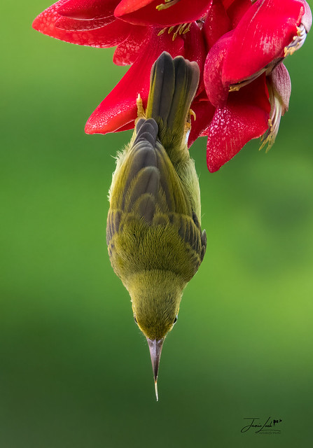 Brown Throated Sunbird (South Vietnam)