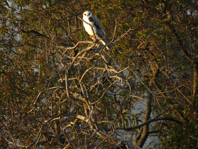 White-tailed Kite and Laurel Sumac snag tree
