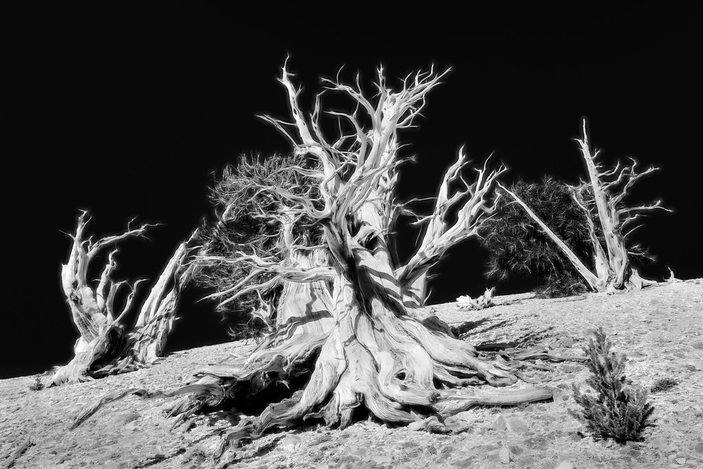 The Ancient Bristlecone Pines of the White Mountains