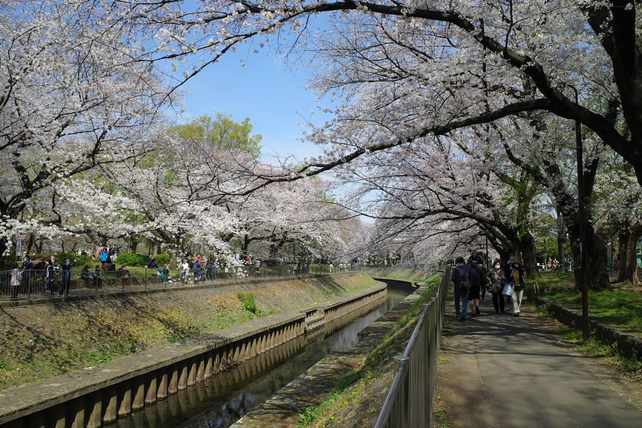 【お花見】杉並・善福寺川緑地公園の桜