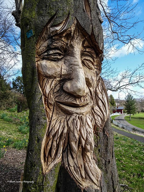 Wood carvings by Simon Hedger at Swansea Singleton Park 2021 03 27 #3