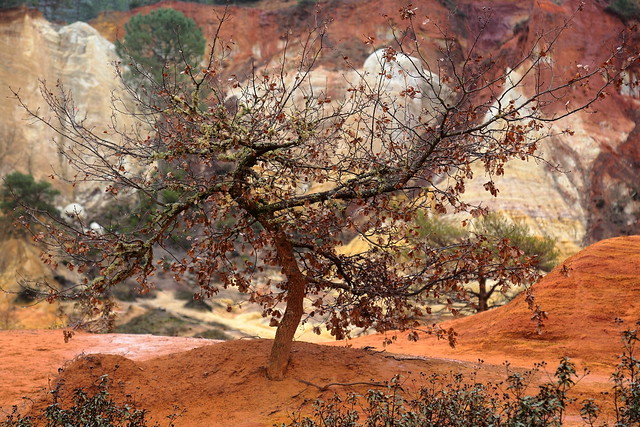 Lone tree in the ochre