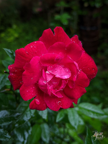 garden keralaindia thottakara kerala india flower ottapalam rose valuvanadu keralam flowers places binodtherat