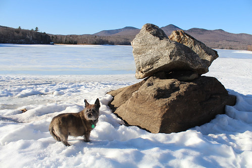 vermont spring nature outdoors snow dogs animals cairnterriers pets lake ice landscape