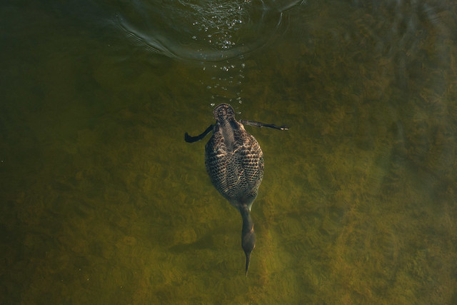 Common Loon Underwater