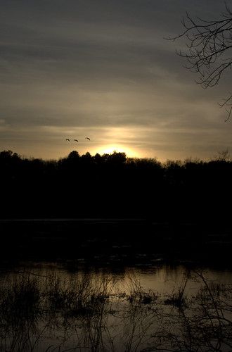 bakermeadow sunset bird geese cloud sky skyscape color light pine cone pond lake andover massachusetts cloudy water reflection tree grass winter landscape frozen cold park