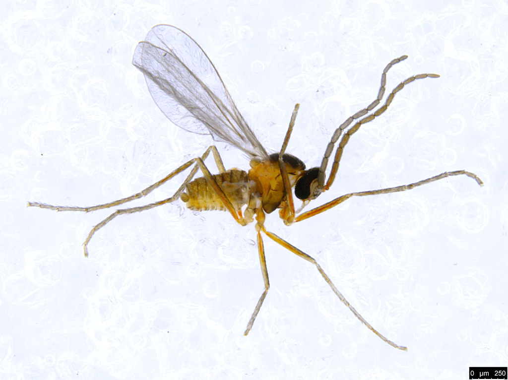 7a - Diptera sp.
