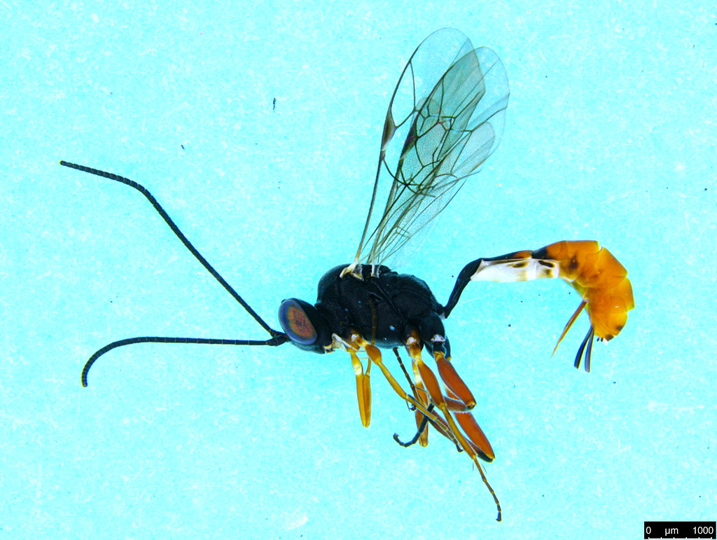 14a - Ichneumonidae sp