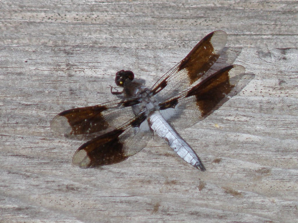 P8127029...Common Whitetail Skimmer Dragonfly