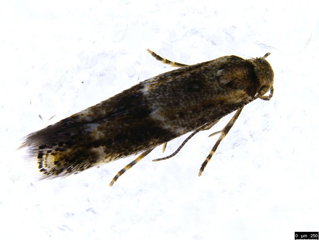 26 - Gelechioidea sp.
