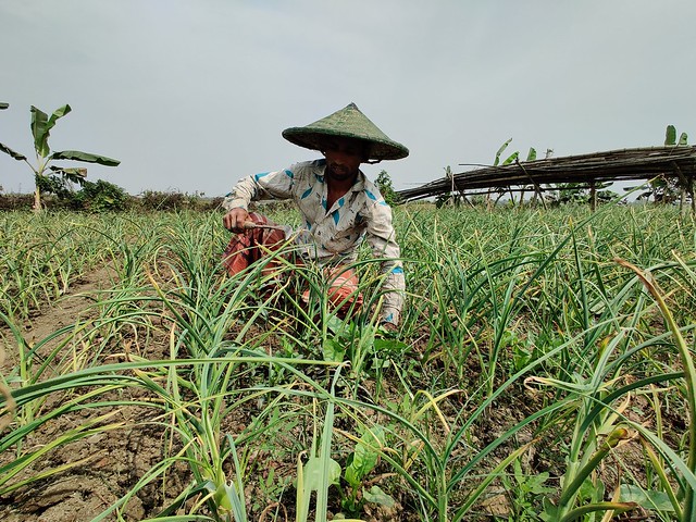 A farmer work at onion field